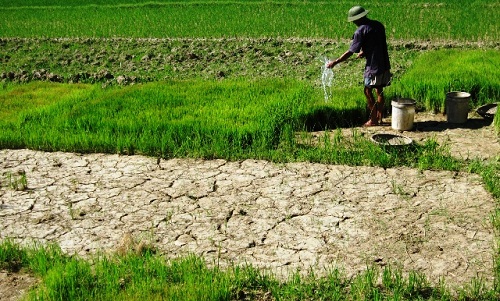 Thời tiết cực đoan ảnh hưởng nghiêm trọng đến nông nghiệp